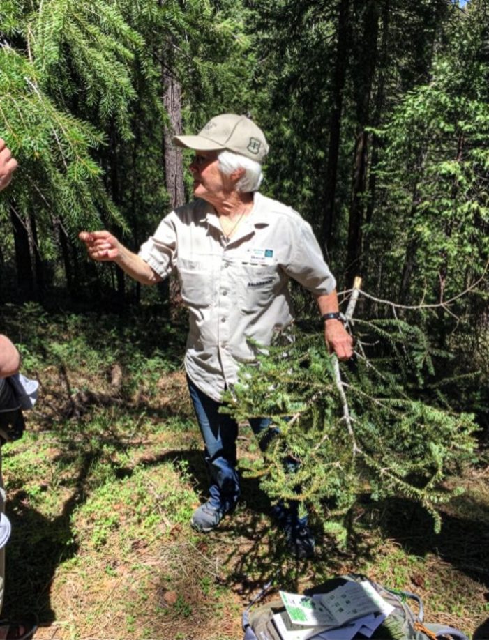 Arnold Rim Trail : Tree Identifier Walks with Mary Anne Carlton