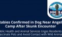 Rabies Confirmed in Dog Near Angels Camp After Skunk Encounter