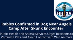 Rabies Confirmed in Dog Near Angels Camp After Skunk Encounter
