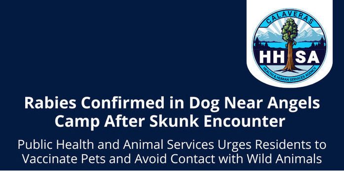 Rabies Confirmed in Dog Near Angels Camp After Skunk Encounter