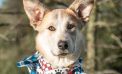 Adopt This Beautiful Family Member and Your Days will Always Be Sunny!