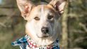 Adopt This Beautiful Family Member and Your Days will Always Be Sunny!