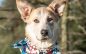 Adopt This Beautiful Family Member and Your Days will Always Be Sunny!