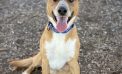 Every Family Could Use Another Tater!  Take Tater Bug Home Today!