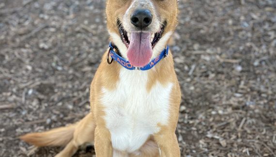 Every Family Could Use Another Tater!  Take Tater Bug Home Today!