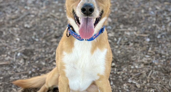 Every Family Could Use Another Tater!  Take Tater Bug Home Today!