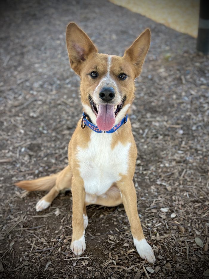Every Family Could Use Another Tater!  Take Tater Bug Home Today!