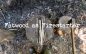 What is Fatwood & Using it a Firestarter