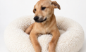 Meet Your New Buddy!!  Adopt Jasper Today!
