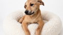 Meet Your New Buddy!!  Adopt Jasper Today!