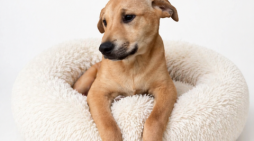 Meet Your New Buddy!!  Adopt Jasper Today!