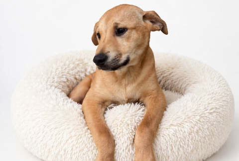 Meet Your New Buddy!!  Adopt Jasper Today!