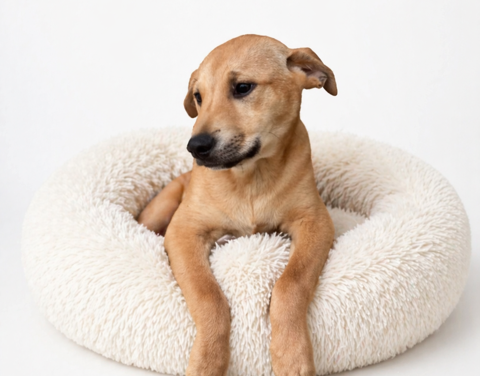 Meet Your New Buddy!!  Adopt Jasper Today!