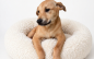 Meet Your New Buddy!!  Adopt Jasper Today!