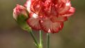 Mrs. Esther Helen Van Der Woude 1939 ~ 2026