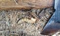 A Wood Grub’s Dining Experience Interrupted