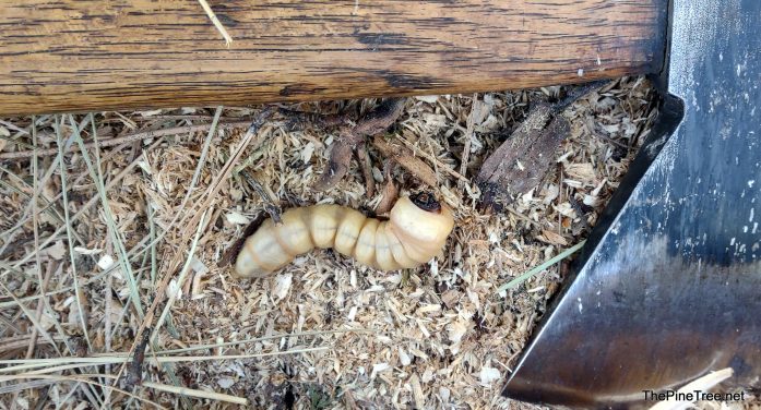 A Wood Grub’s Dining Experience Interrupted