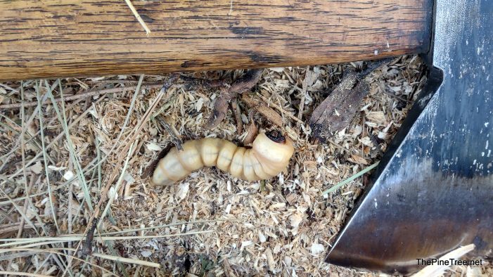 A Wood Grub’s Dining Experience Interrupted