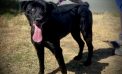 Your Family Needs a Beautiful Black Dahlia!  Adopt Her Today!