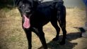 Your Family Needs a Beautiful Black Dahlia!  Adopt Her Today!