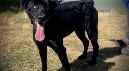 Your Family Needs a Beautiful Black Dahlia!  Adopt Her Today!