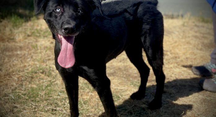 Your Family Needs a Beautiful Black Dahlia!  Adopt Her Today!