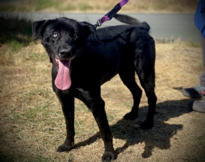 Your Family Needs a Beautiful Black Dahlia!  Adopt Her Today!