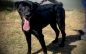 Your Family Needs a Beautiful Black Dahlia!  Adopt Her Today!