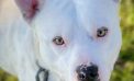 Weeman Will Make Your Heart Wobble, Invite You Into Your Family