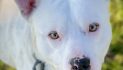 Weeman Will Make Your Heart Wobble, Invite You Into Your Family