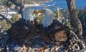 Jackie the Bald Eagle Has Passed Away