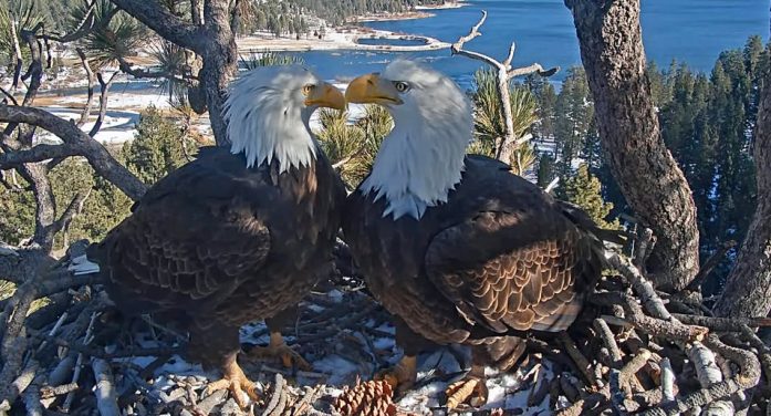 Jackie the Bald Eagle Has Passed Away
