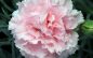 Mrs. Zelta Mary Tripp 1927 ~ 2026