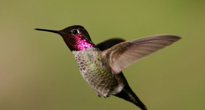 Drenna Kay Frick 1946 ~ 2026