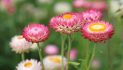 Ms. Abigail Marie Guthrie 2000 ~ 2026