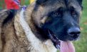 Takeshi Will Make Your House a Home!!!  Adopt Him Today!