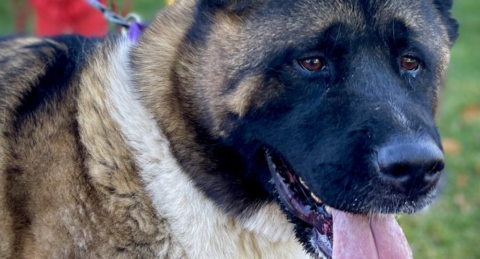 Takeshi Will Make Your House a Home!!!  Adopt Him Today!