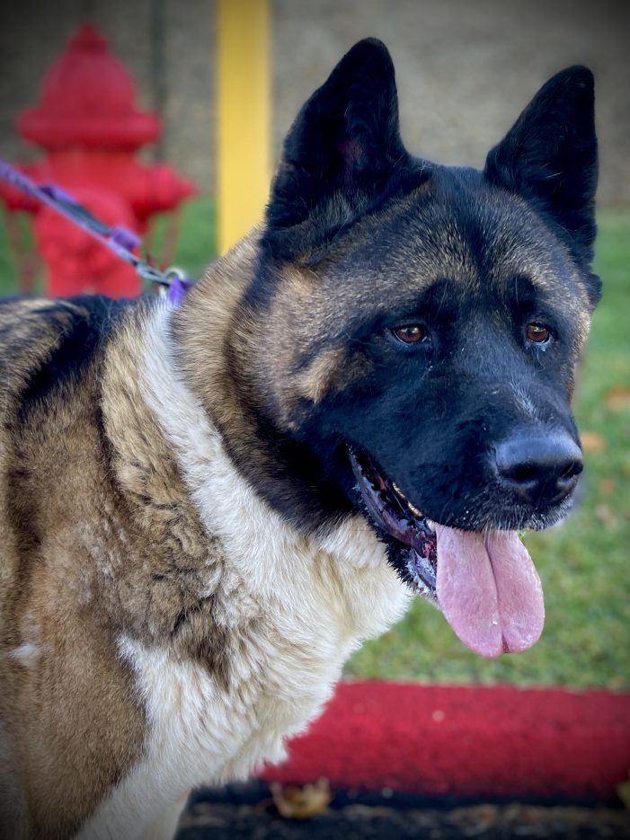Takeshi Will Make Your House a Home!!!  Adopt Him Today!