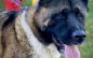 Takeshi Will Make Your House a Home!!!  Adopt Him Today!