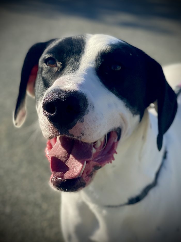 A Bumper Crop of Fun Awaits With Bumper in Your Life