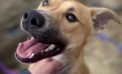 Linc is Your Family’s Link to Happiness
