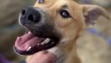 Linc is Your Family’s Link to Happiness
