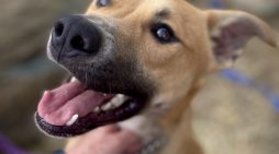 Linc is Your Family’s Link to Happiness