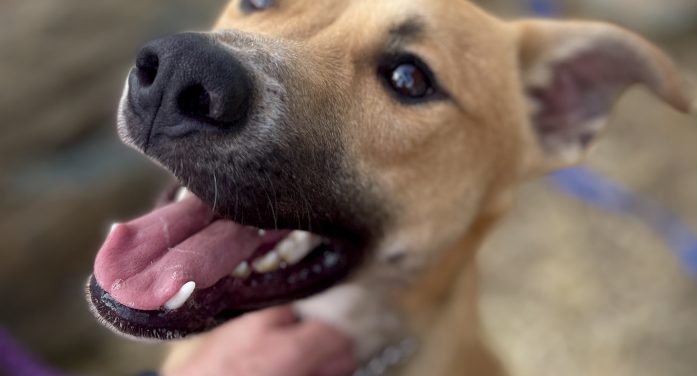 Linc is Your Family’s Link to Happiness