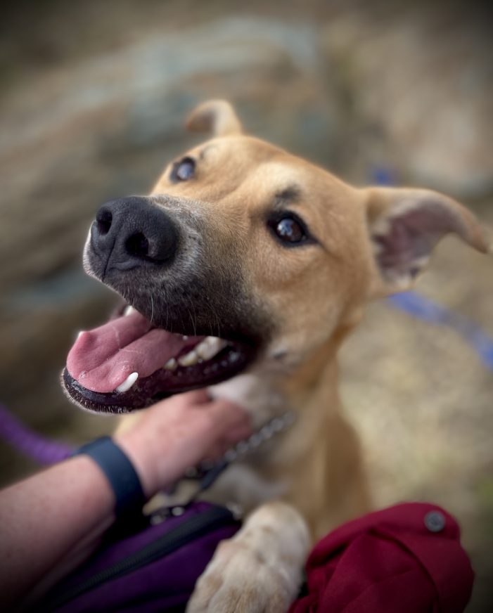 Linc is Your Family’s Link to Happiness