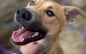 Linc is Your Family’s Link to Happiness