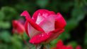 Mrs. Elizabeth “Betty” Jean Miner 1943 ~ 2026