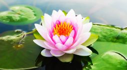 Mrs. Sieu Thi Lee 1933 ~  2026