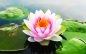 Mrs. Sieu Thi Lee 1933 ~  2026