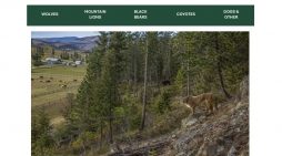 Sheriff’s Office Releases Predator Preparedness Handbook for Dealing with Mountain Lions, Bears, Coyotes & More.